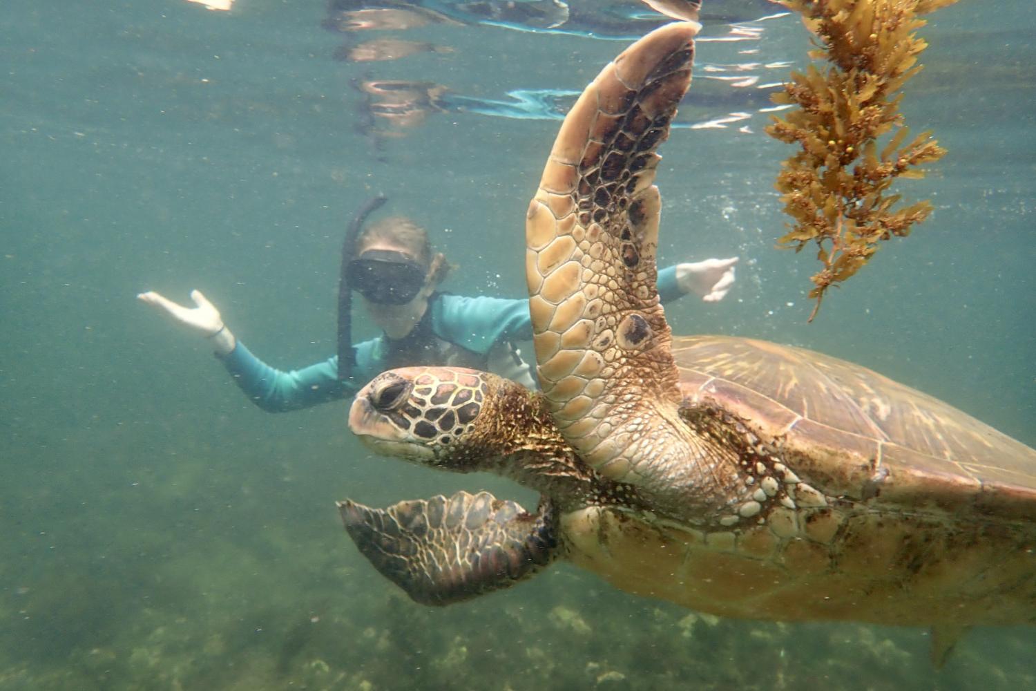 一名<a href='http://q.4dian8.com/'>博彩网址大全</a>学生在Galápagos群岛游学途中与一只巨龟游泳.